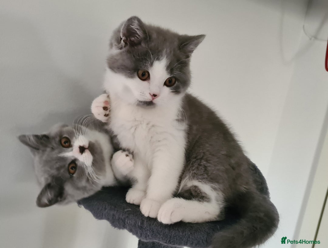 British Shorthair cats for sale: 4 PEDIGREE kittens READY TO GO! 2 LEFT - Image 40