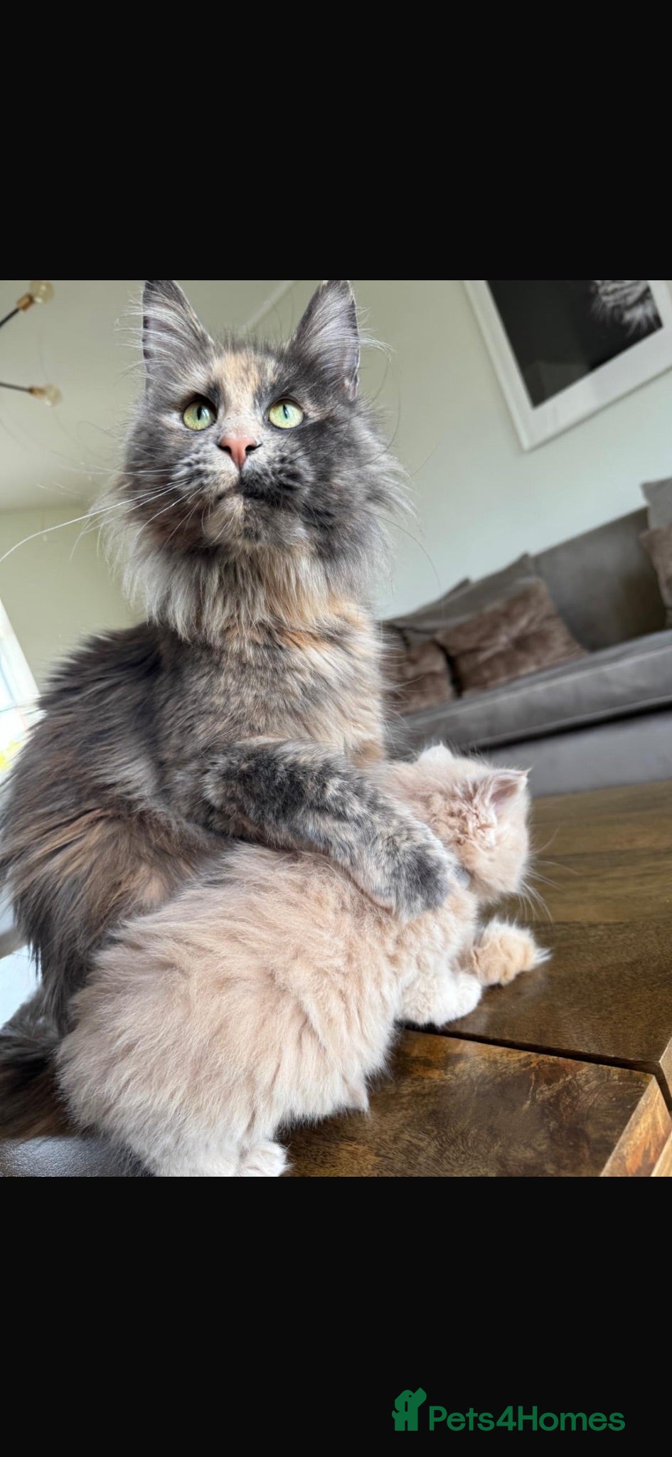 Maine Coon cats Retired Maine coon queen TICA reg - Advert 1