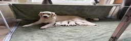 Golden Retriever dogs for sale: Beautiful Golden Retriever Puppies born 21/06/26 - Advert 15