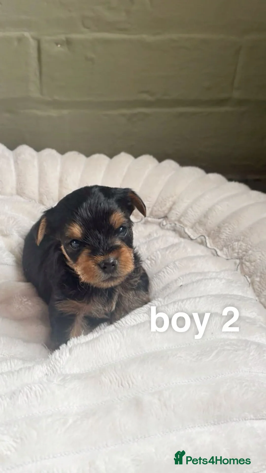 Yorkshire Terrier dogs for sale: Gorgeous Yorkshire terrier Puppies  - Advert 6