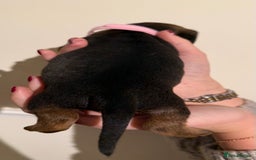 Dachshund dogs for sale: Dachshund puppies for sale  - Image 10