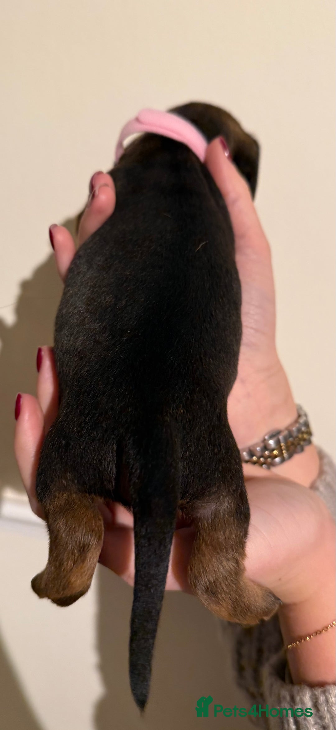 Dachshund dogs for sale: Dachshund puppies for sale  - Image 10