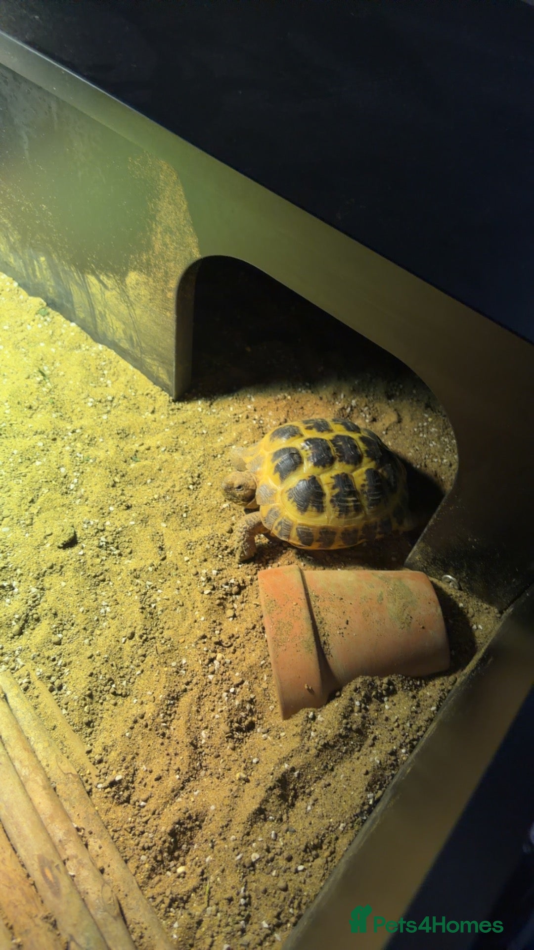 Hermann Tortoise reptiles Hermann tortoise   - Advert 1