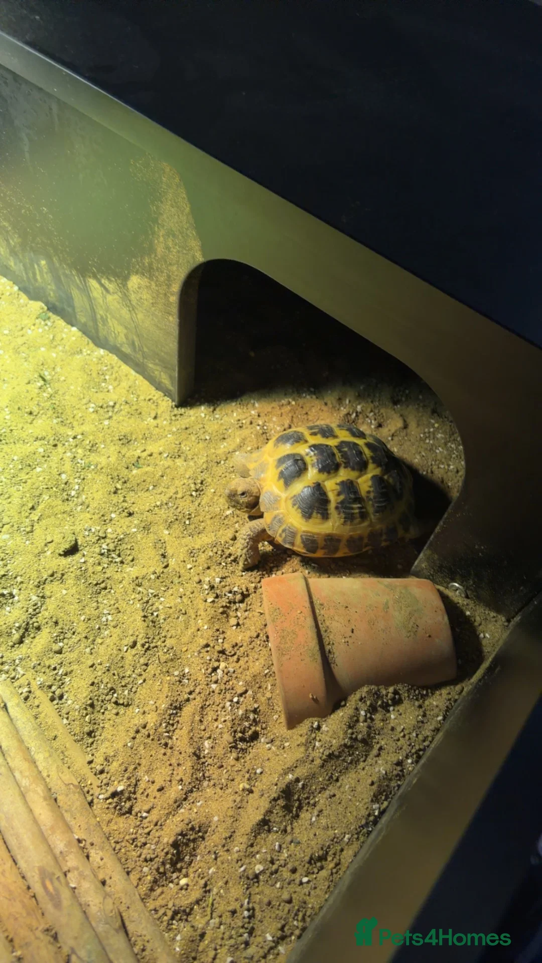 Hermann Tortoise reptiles for sale: Hermann tortoise   in Dundee - Advert 1