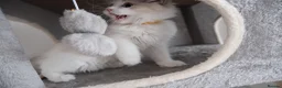 Ragdoll cats for sale: Champion European R-Bloodline Ragdoll Kittens - Advert 9