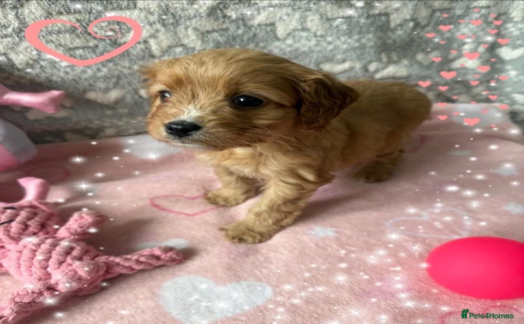 Cavapoo dogs - Advert 1