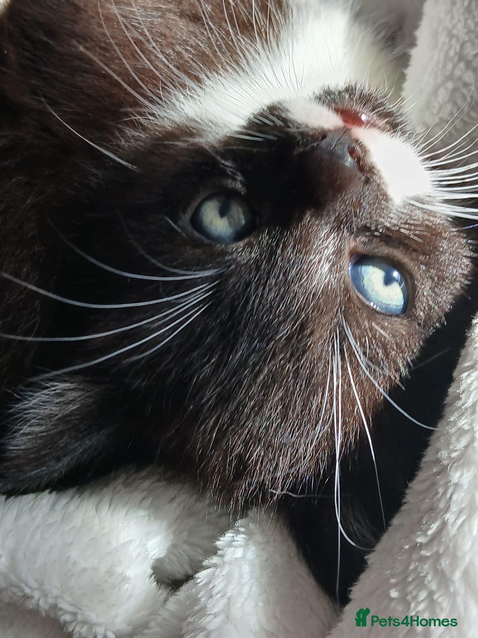 Mixed Breed cats Tuxedo Kittens - Advert 2