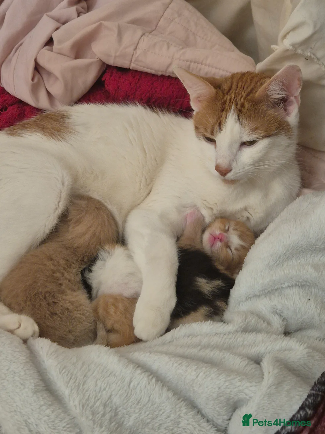 Mixed Breed cats for sale: Adorable Mixed Kittens for Sale in Deal - Advert 1