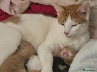 Mixed Breed cats Adorable Mixed Kittens for Sale - Advert 3