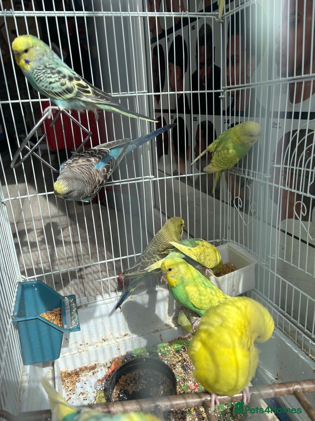 Budgerigars birds for sale: Mixed 4 to 9 month old Budgies,1 year old canaries - Image 8