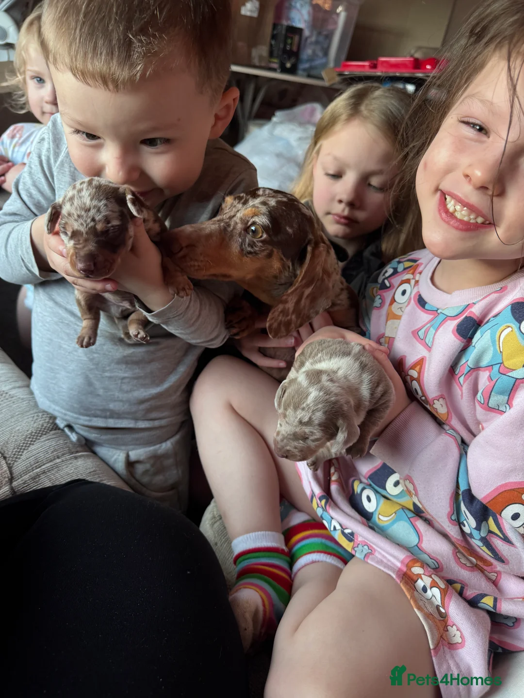 Miniature Dachshund dogs for sale: Miniature dax puppies kc reg gorgeous colours  - Advert 2