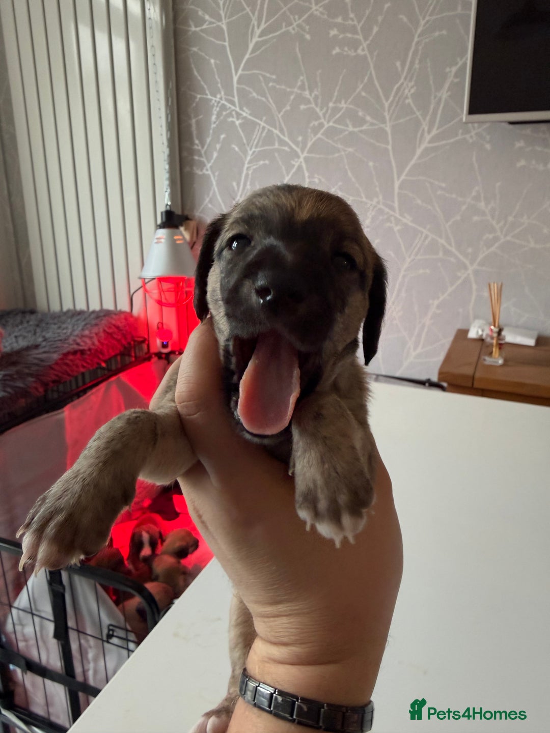 Mixed Breed dogs for sale: Bedlington x Whippet - Advert 33