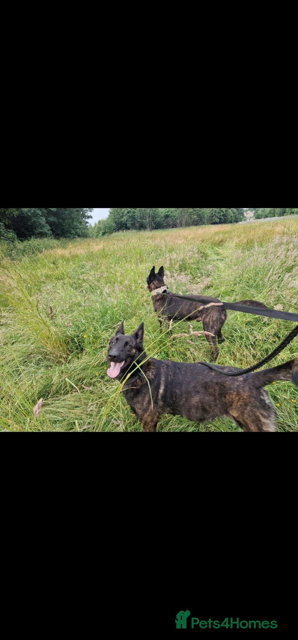 Belgian Shepherd Dog dogs Dutch shepherd  - Advert 2