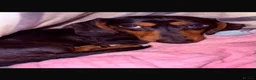Miniature Dachshund dogs for stud: Miniature Dashshund Stud - Advert 4
