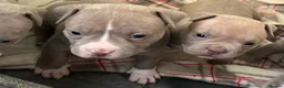 American Bully dogs for sale: Pocket bully puppy s in Durham - Advert 13