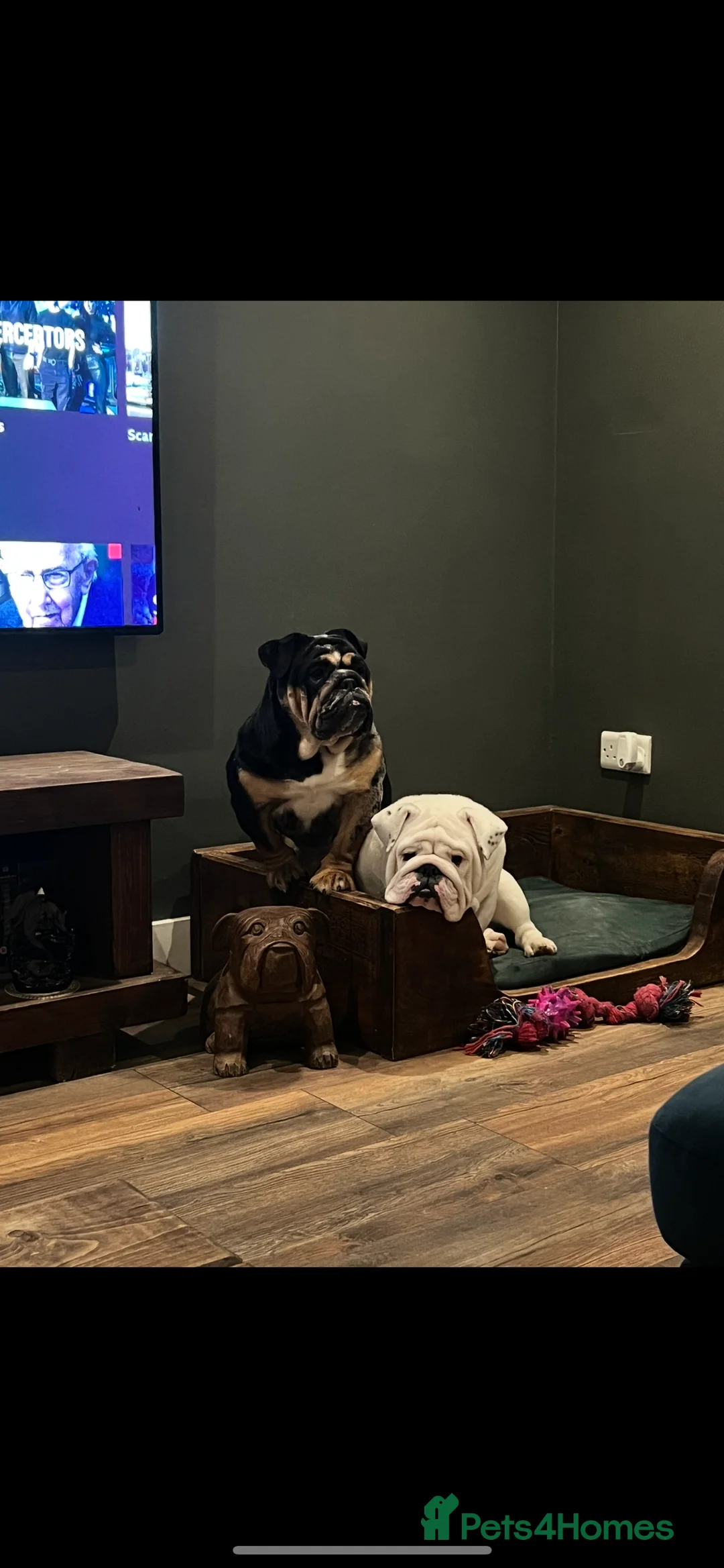 English Bulldog dogs for sale:  English Bulldogs for sale £1000 each  - Advert 7