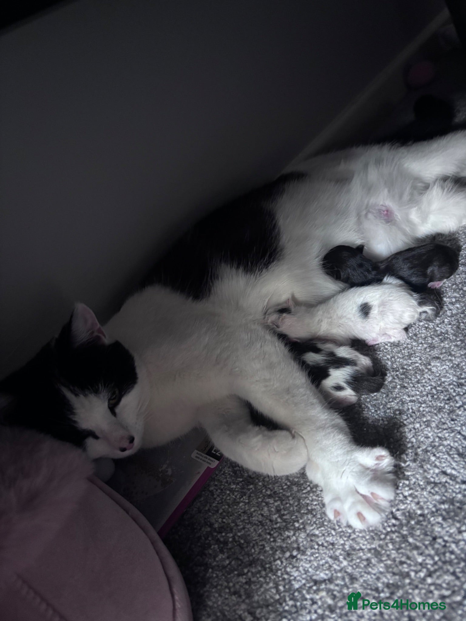 Mixed Breed cats Beautiful kittens - Advert 2