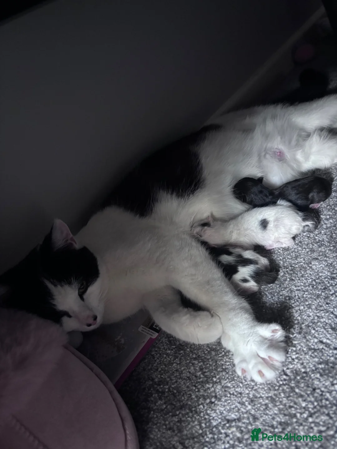 Mixed Breed cats for sale: Beautiful kittens - Advert 2