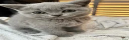 Scottish Fold cats for sale: Adorable Scottish Fold Kittens - Advert 6