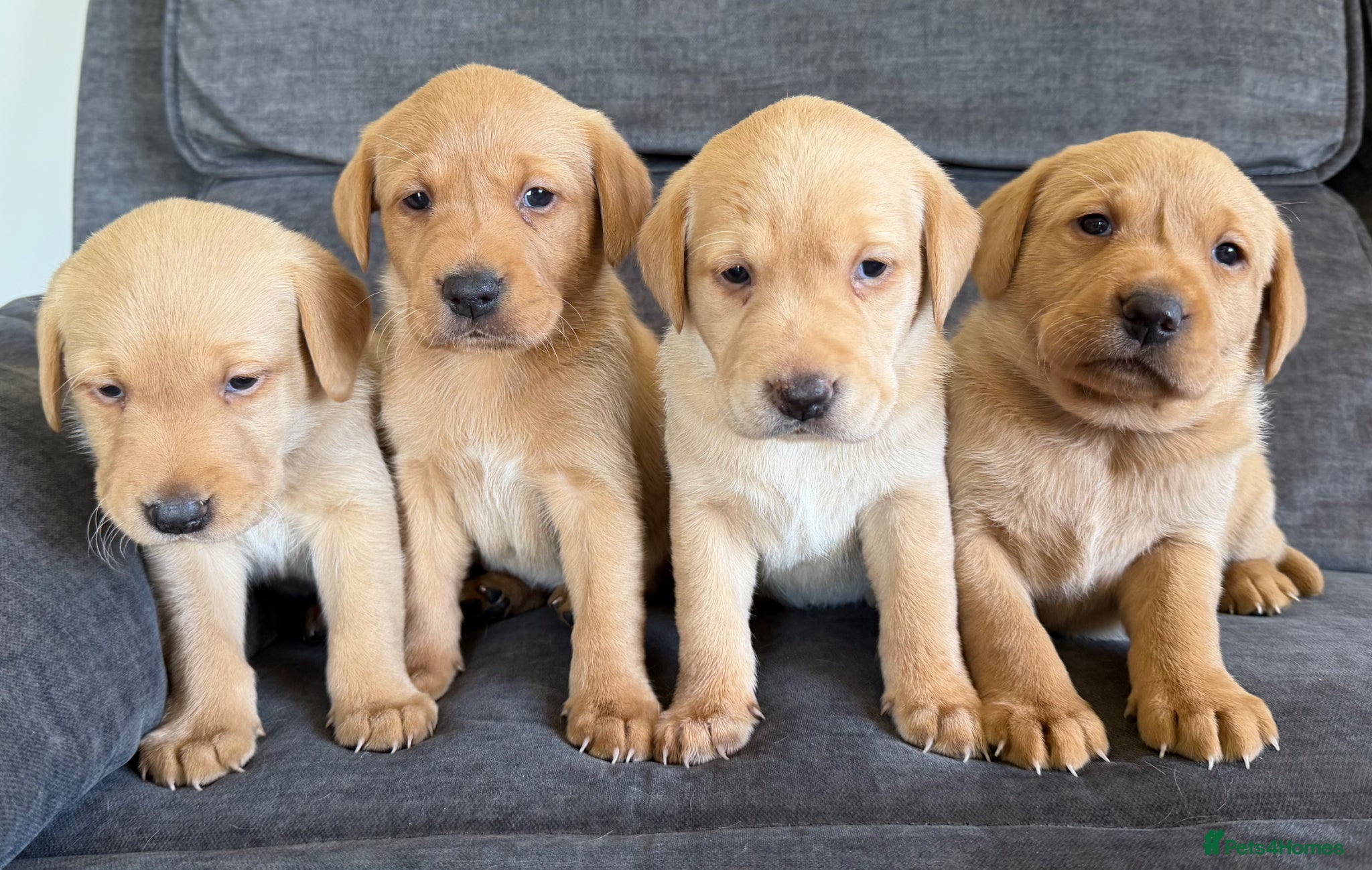 Labrador Retriever dogs Fox red Labrador puppies - Advert 10