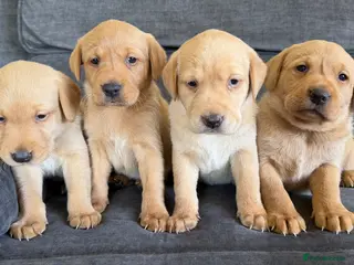 Labrador Retriever dogs Fox red Labrador puppies - Advert 4