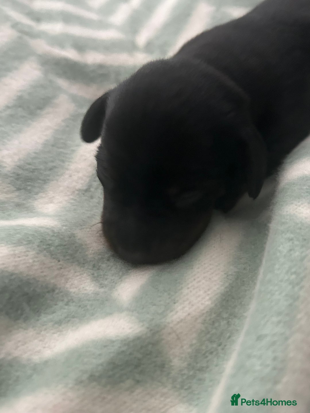 Miniature Dachshund dogs for sale: Beautiful miniature dachshunds  - Advert 10