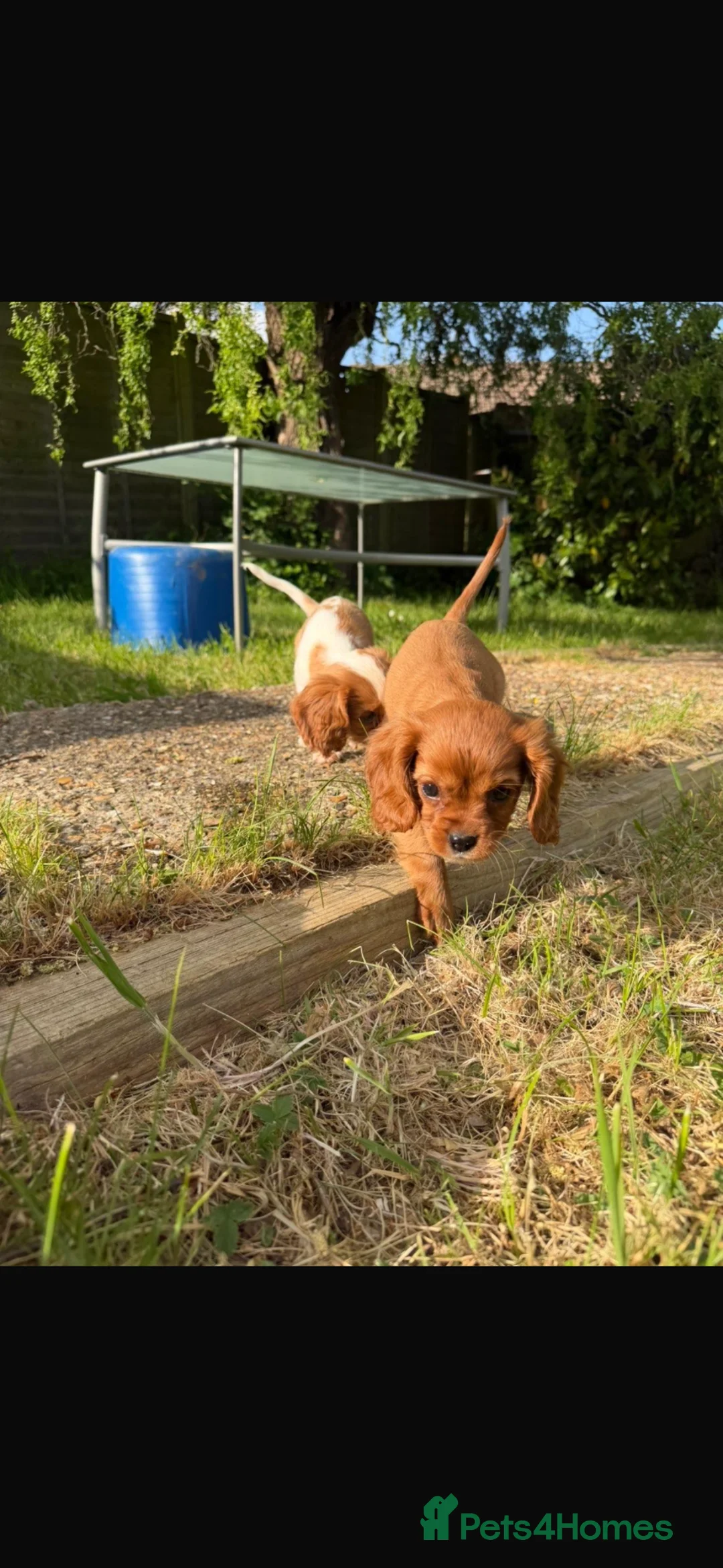 Cavalier King Charles Spaniel dogs for sale: 4 stunning King Charles cavalier puppy’s  - Advert 2