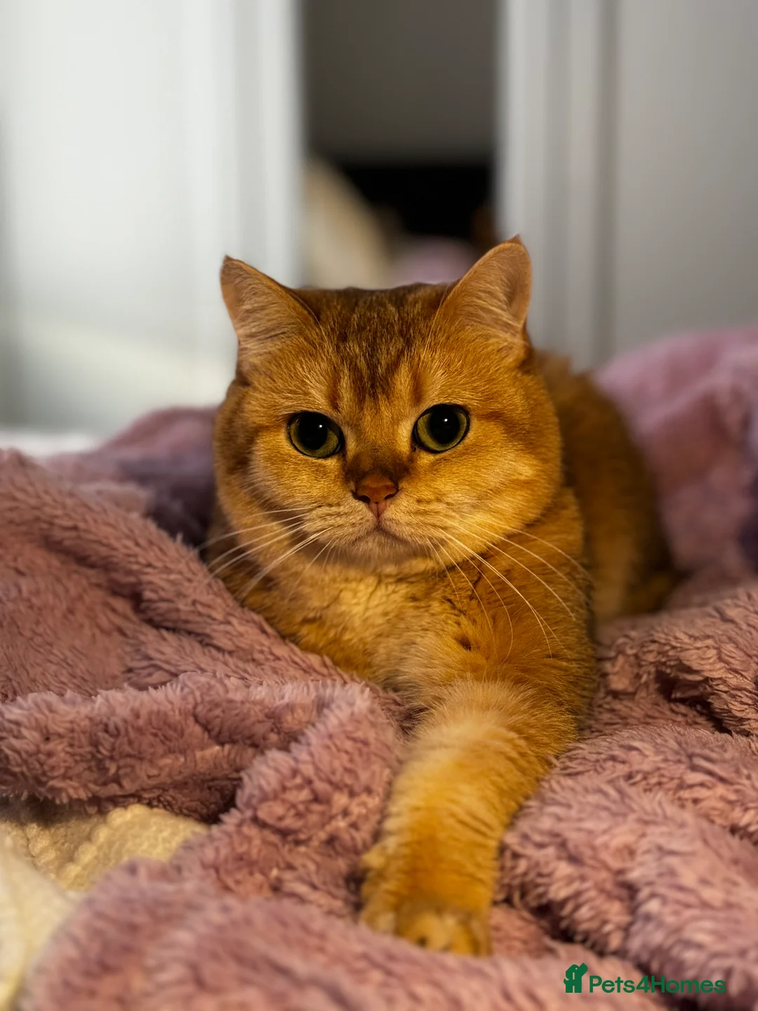 British Shorthair cats for stud: Gold BRI ny12 Stud in Derby - Advert 19