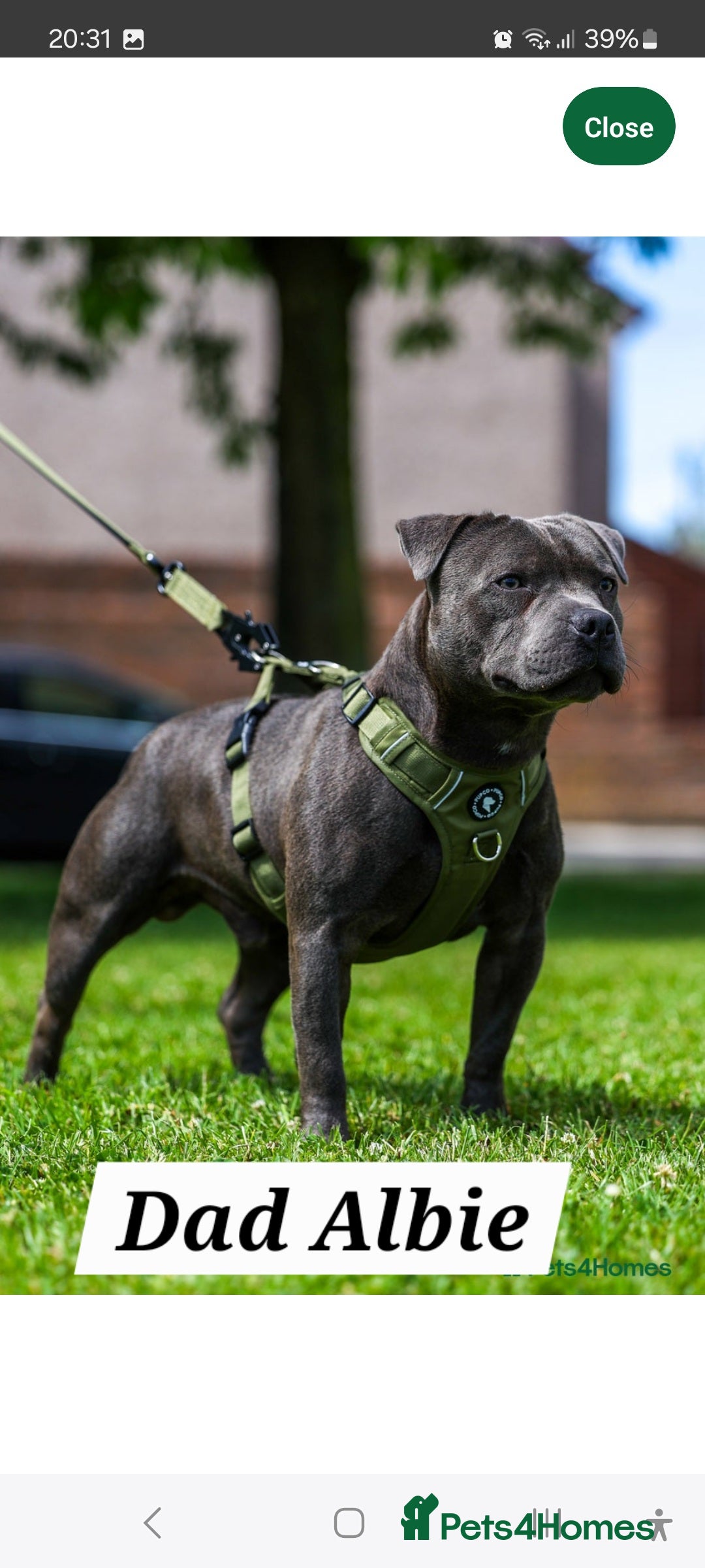 Staffordshire Bull Terrier dogs for sale: 💙KC Staffordshire Bull Terrier puppies 💙 - Advert 13