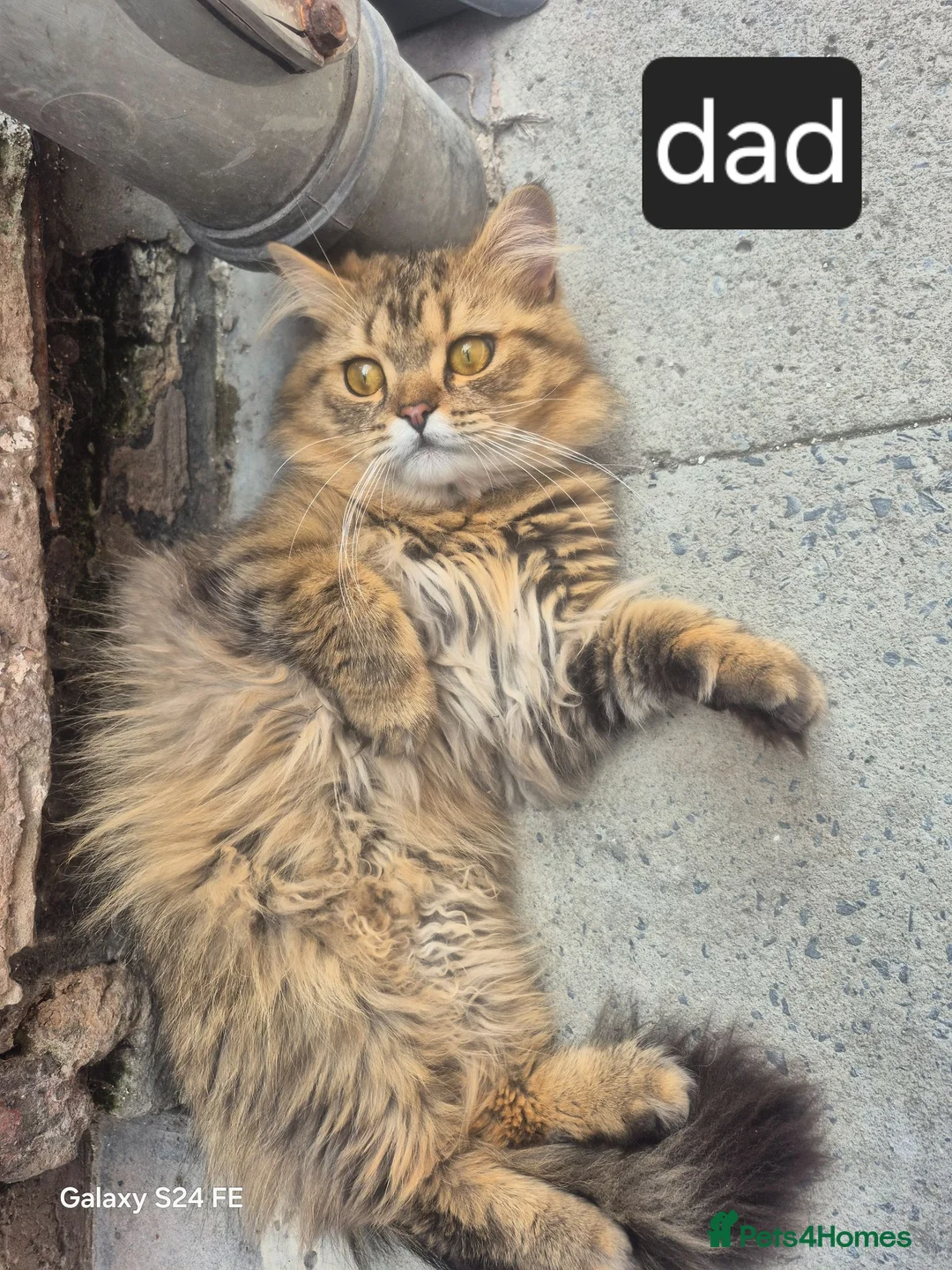 Persian cats for sale: 5 female Kitten for sale in Manchester - Advert 2