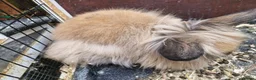 Lionhead rabbits for sale: Lion head  rabbits  - Advert 5