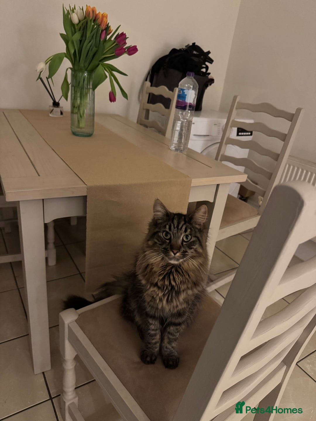 British Longhair cats for sale: Neutered Cat Looking for a Loving Home 🐾 - Image 1