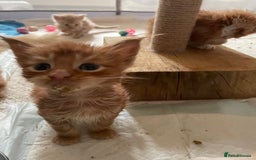 Maine Coon cats for sale: Maine coon babies  - Image 14