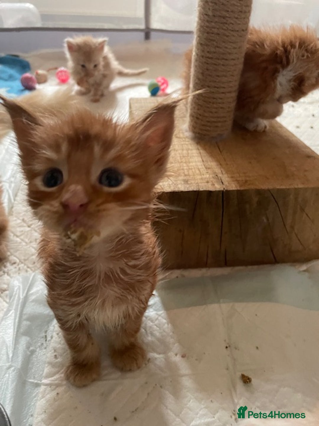 Maine Coon cats for sale: Maine coon babies  - Image 14