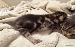 Bengal cats for sale: 5 bengal kittens  - Image 2