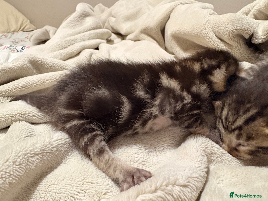 Bengal cats for sale: 5 bengal kittens  - Image 2