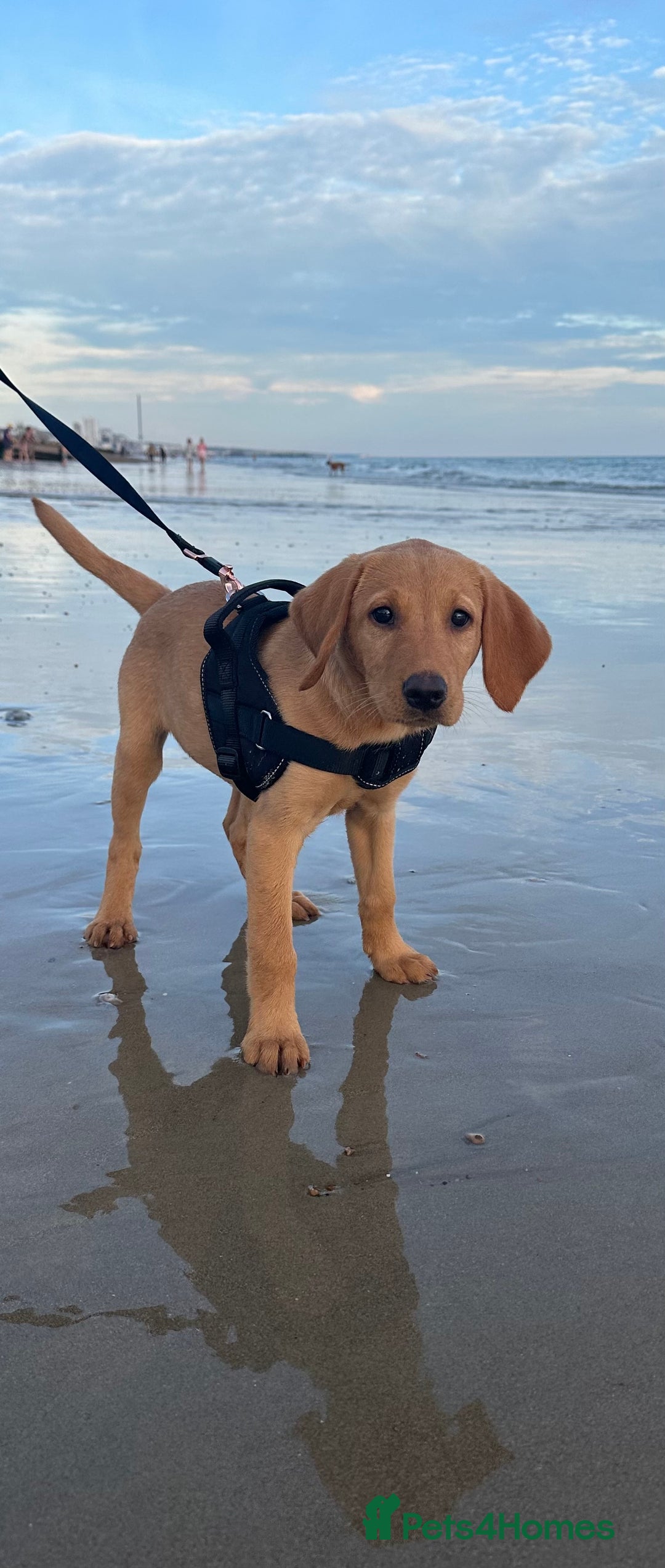 Labrador Retriever dogs for sale: Fox red Labrador puppies due end of November  - Advert 9