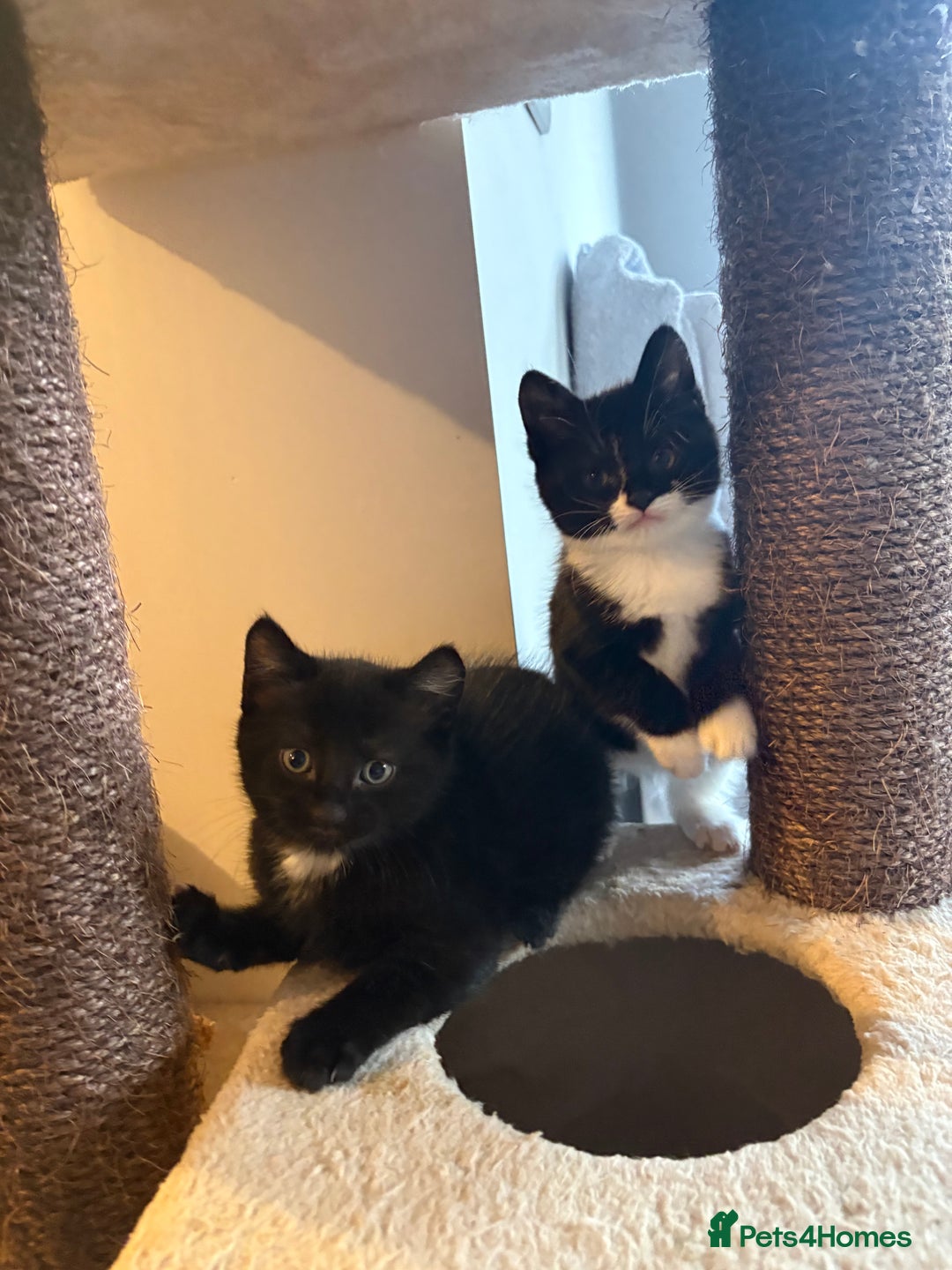British Shorthair cats for sale: Two black tabby male kittens - Image 5