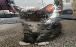Maine Coon cats for sale: 1 Maine Coon kitten boy. - Image 24