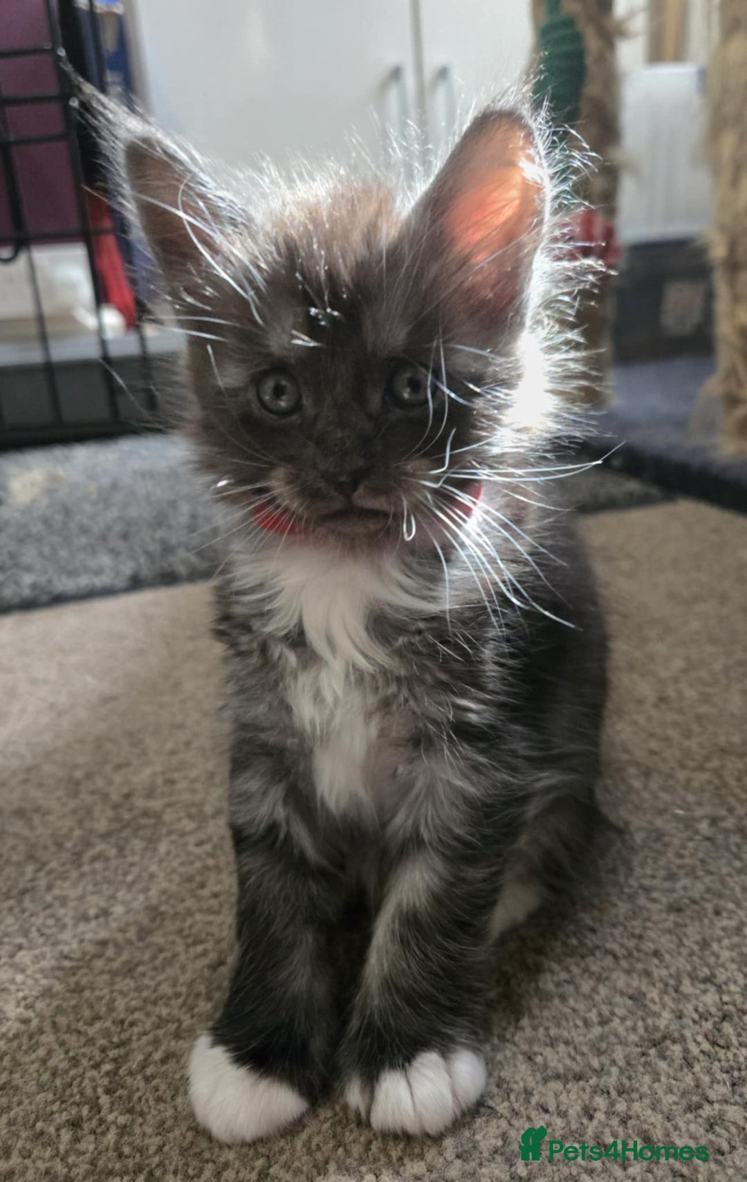 Maine Coon cats for sale: 1 Maine Coon kitten boy. - Image 24