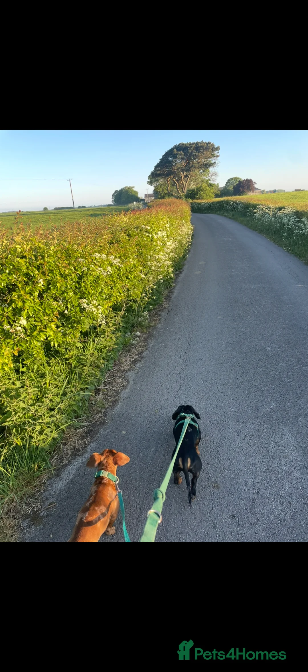 Miniature Dachshund dogs for sale: 2 male Miniature sausages - Advert 5