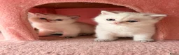 British Longhair cats for sale: Exquisite British Kittens – Golden & Colourpoint  - Advert 27