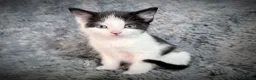 Mixed Breed cats for sale: 9 beautiful kittens looking for new homes  - Advert 24