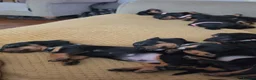 Dachshund dogs for sale: 5 beautiful dachshund puppies   - Advert 10