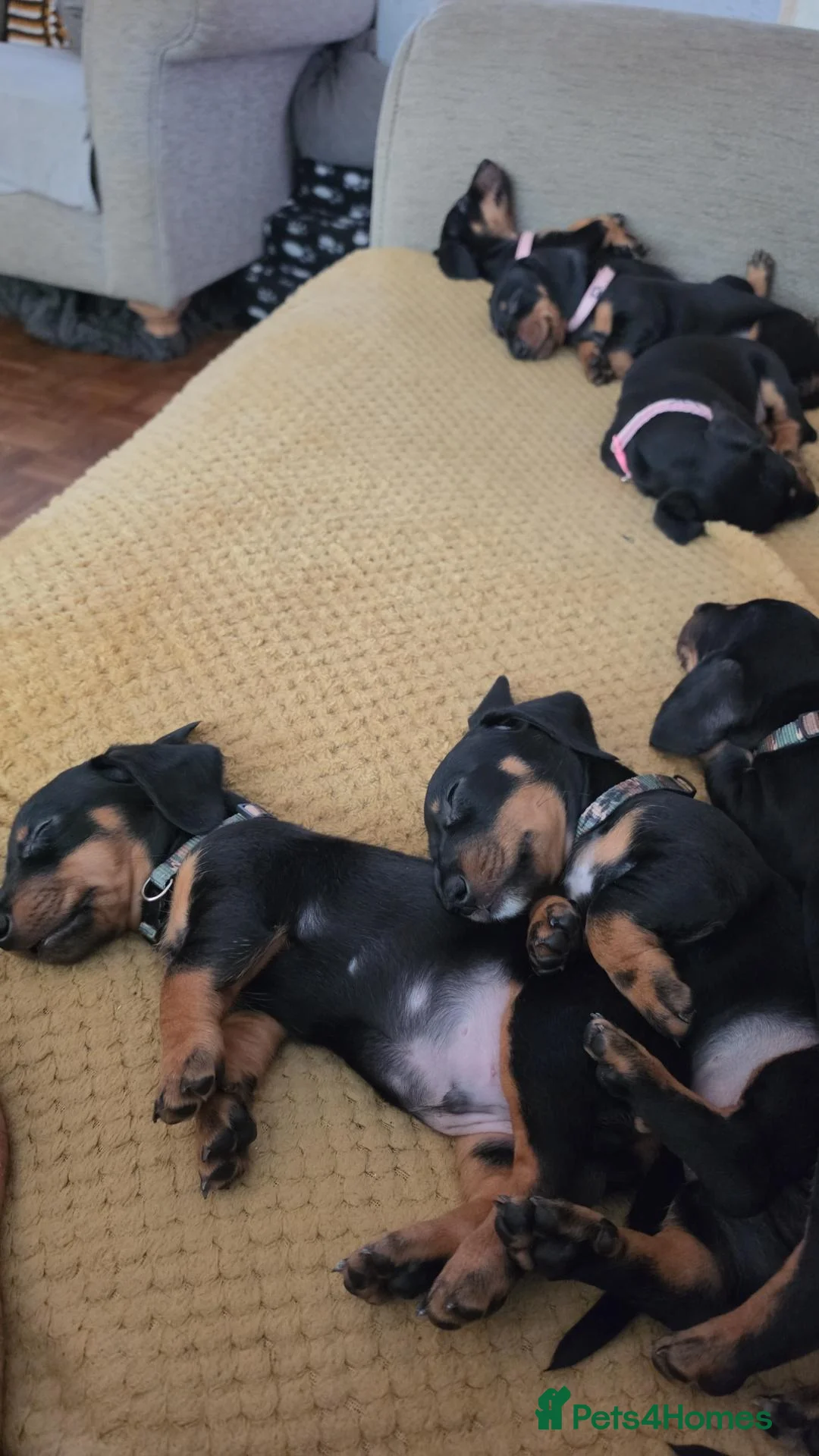 Dachshund dogs for sale: 5 beautiful dachshund puppies   - Advert 10