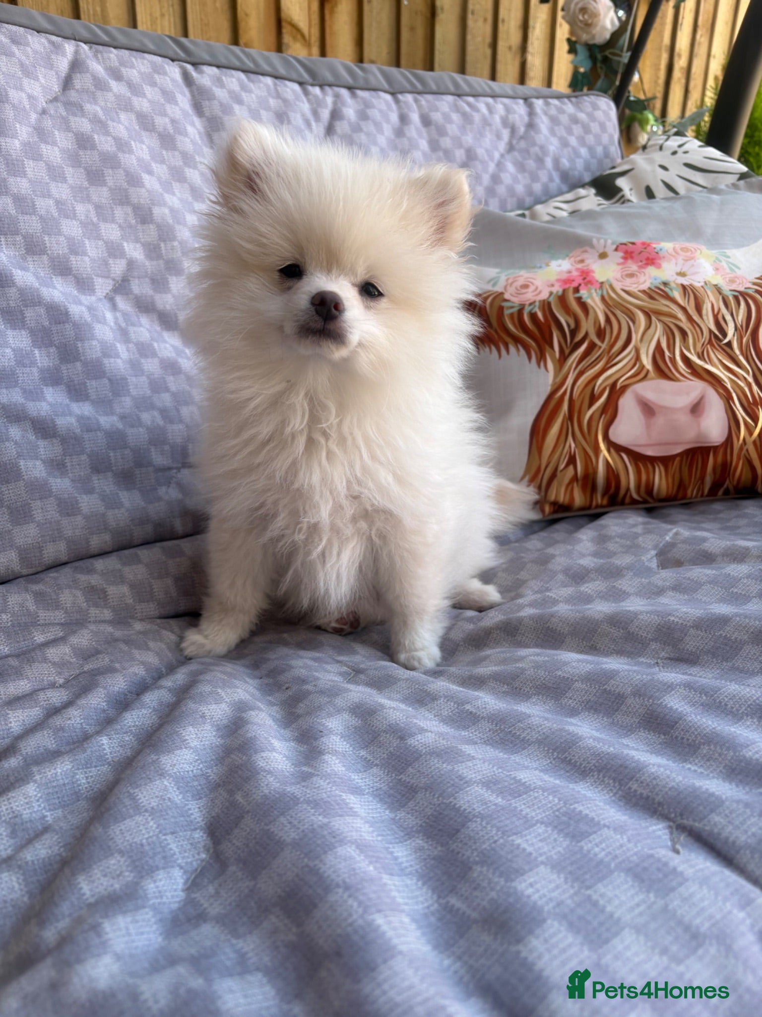 Pomeranian dogs Pomeranian male - Advert 2