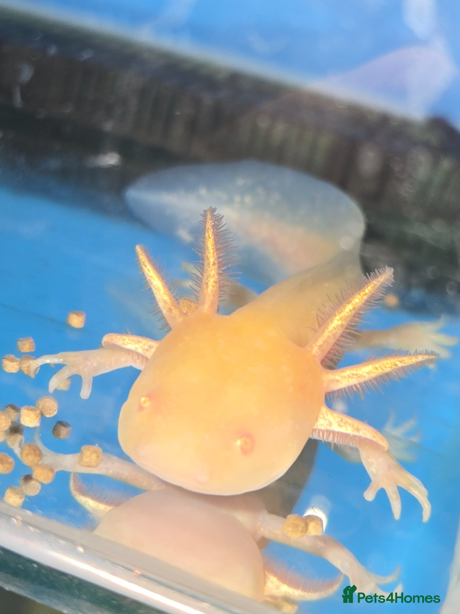 Axolotl reptiles Small And Big Axolotl, multiple sizes and colours! - Advert 1