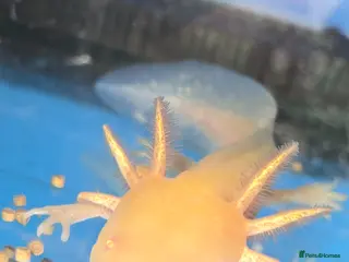 Axolotl reptiles Small And Big Axolotl, multiple sizes and colours! - Advert 1