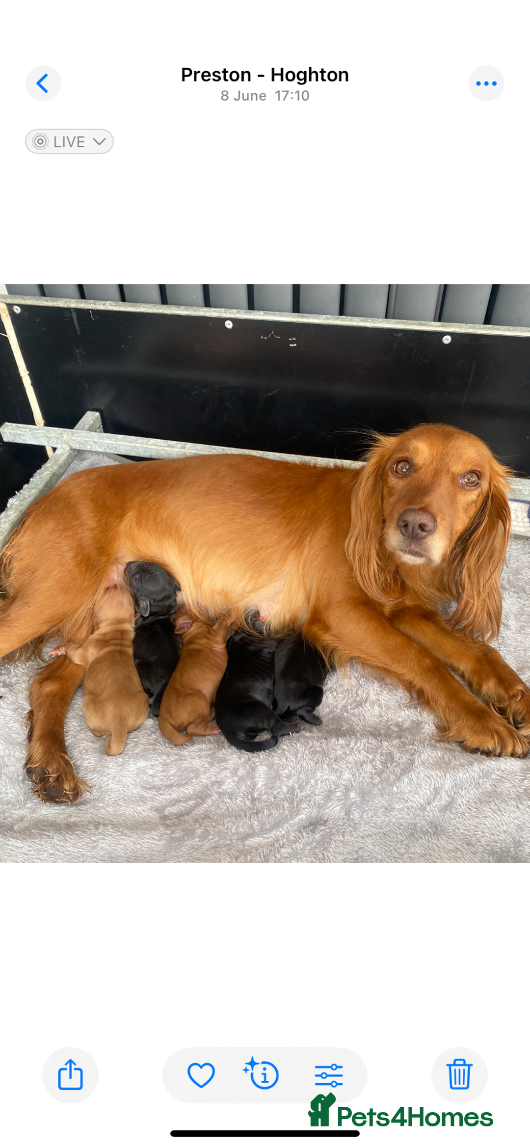 Cocker Spaniel dogs for sale: Working Cocker spaniel puppies for sale - Image 8
