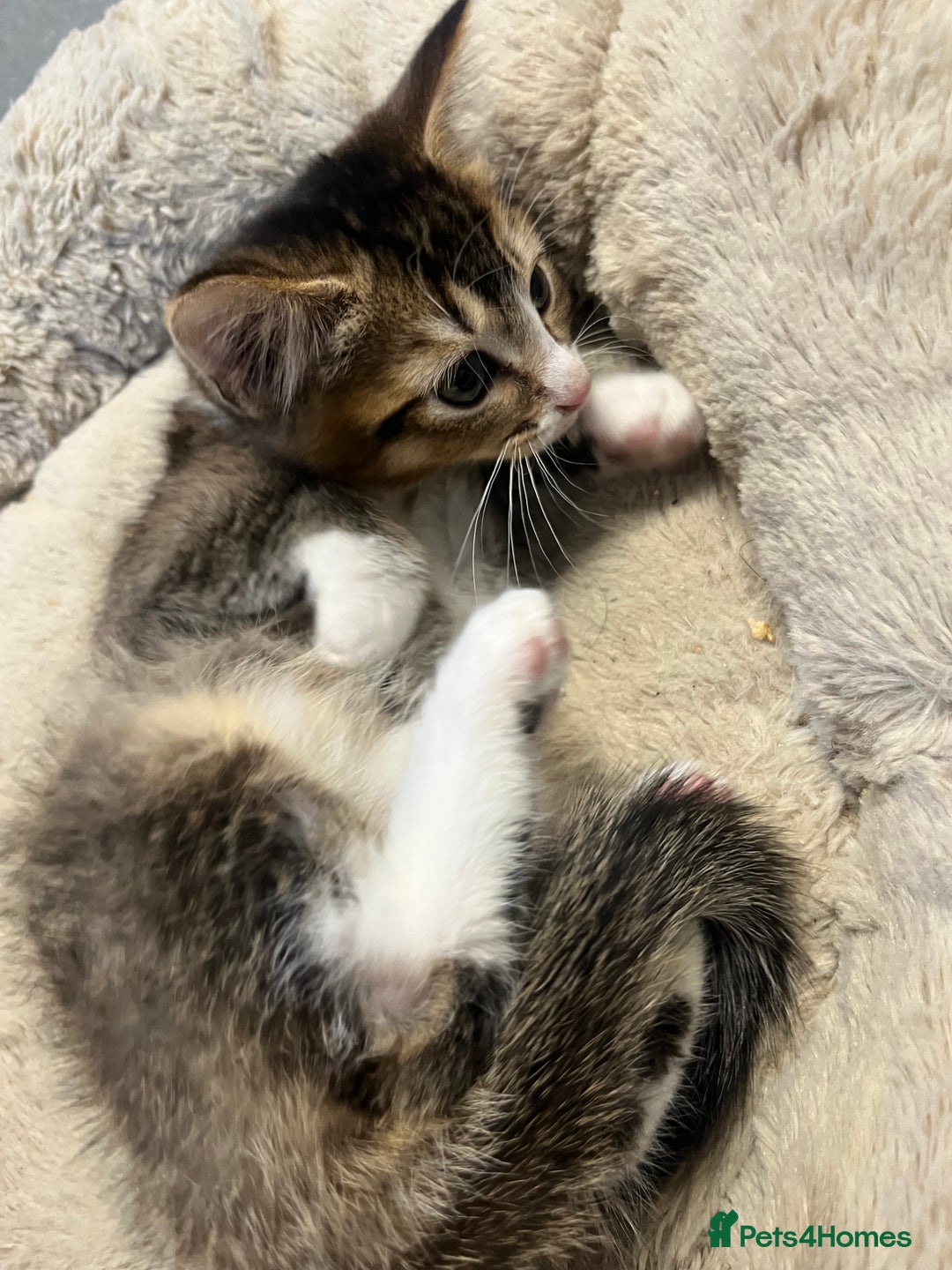 Mixed Breed cats for sale: 🐾 5 Stunning Boy & Girl Kittens  - Advert 13